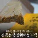 연한농장 | 송동농장 | 상황버섯 티백, 2주 동안 꾸준히 마셔본 칠갑산상황버섯 티백 건강 변화 후기