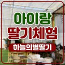 하늘의 별 | 아이랑 겨울에 가기 좋은 하늘의별딸기 딸기체험 후기
