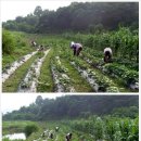 첫골농장 이미지