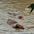 구례군간전면하천보건진료소 | 전남 폭우 피해 "상상 초월"..주택 1천채·농경지 6천㏊ 침수