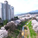 아산로 Daum카페