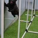 댕굴댕굴 반려견 유치원 이미지