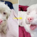 웃음주유소 이미지