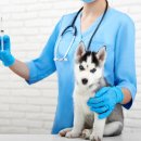 청사동물메디컬센타 이미지