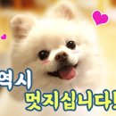 두유네 애견미용실 이미지