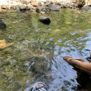 장산산림욕장 1호 | 부산 물놀이 가볼만한곳 해운대 구립공원 장산계곡 위치와 주차장