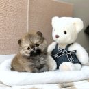 요미 티스토리