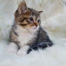 심쿵냥 고양이분양 이미지