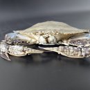 연평바다살리기영어조합법인 이미지