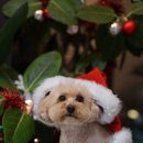 트레밍MM 이미지