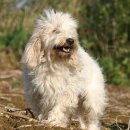 행복한개 이미지