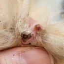 제주냐옹실 고양이미용 이미지