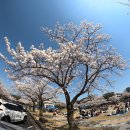 제주도립무용단 창립 35주년 기념 <단원 춤 작가전 The SOLOIST> | 제주도립무용단 창단 35주년 기념 기획공연 알림 2025 04 26(토) 문예회관 대극장