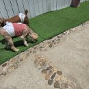 독스호텔리어 이미지