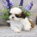 울산 제이앤독 애견샵 이미지