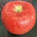 엠앤엘 | MT_View #16일차 일상 기록! 빨간 사과는 맛있고~🍎 날씨가 매우 화창하구나~🌤