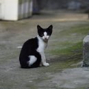 검은고양이 이미지