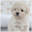 애니멀즈동물병원 이미지