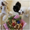 엄마랑유치원 | 편하게 쉴 수 있는 환경의 일산애견유치원 '엄마 잘 다녀와' 애견유치원 후기