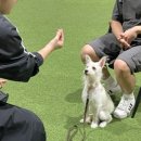 푸른바다독스쿨 이미지