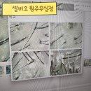 원주 두피케어, 헤드스파 전문, 셀비오 원주 무실점에서 두피관리 받은 후기