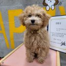 해피독 트레이닝스쿨 이미지