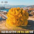 국도21호 은행나무길 | 전국 단풍 실시간 원주 반계리 은행나무 CCTV 남산하늘숲길 신규 개방 인천 장수동