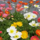 이천시 설봉공원의 관상용 양귀비 꽃-귀농사모- 이미지