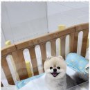 퍼피키티 이미지