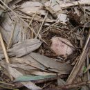 하얀버섯 이미지