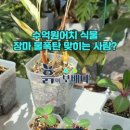 흙이보배다식물