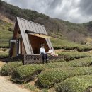 안녕,하동 | 하동여행 하동십리벚꽃길 개화후기 벚꽃드라이브명소 벚꽃여행 카페,맛집 주차정보 총정리