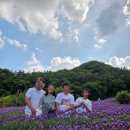 부산 근교 라벤더 명소 추천 🌿 양산 느티나무의사랑 카페 후기