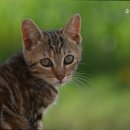 순풍동물병원 이미지