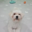 호텔펫코리아 이미지