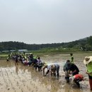수원시 칠보생태환경체험교육관, 시민과 함께하는 전통 모내기 체험 행사