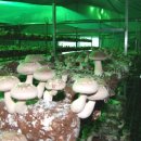 농선농장 이미지