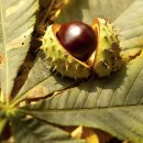 마로니에 이미지