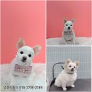 멍뭉이발소 이미지