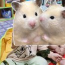 청개구리 노래방 | 쌈닭이 되어버린