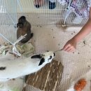 에덴미어캣프랜즈 | 인천 실내 놀거리 에덴 미어캣프렌즈 인천동물카페 방문 후기