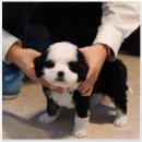 유어펫 일산본점 | 유어펫 강아지분양 고양이분양 본점에서 만난 사랑스러운 반려동물🐶