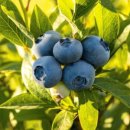 1004농장 이미지