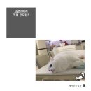 살랑 그루밍 이미지