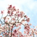 천리포수목원 이미지