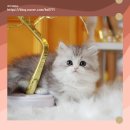 강서고양이분양 나비캣 이미지