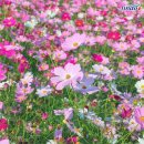 백조호수공원 이미지