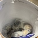 동문떡방 | 제주 동문시장오메기떡 "동문떡방" 후기