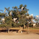 모든알브이 | [캠핑카 여행, 모로코 6] 모로코 한 달 살기 좋은 도시, 아가디르