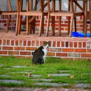 포도밭 옆 펜션 이미지